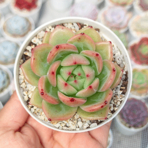 ECHEVERIA MONROE CHANEL P8 # 2