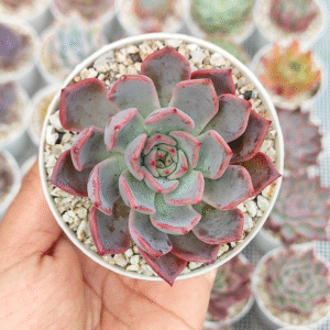 ECHEVERIA SEGOVIA BUMPS P8