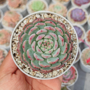 ECHEVERIA WHITE PALM P8