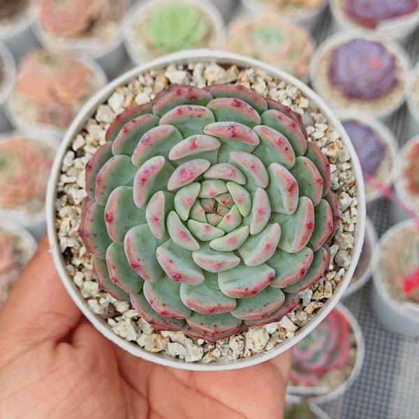 ECHEVERIA WHITE PALM P8