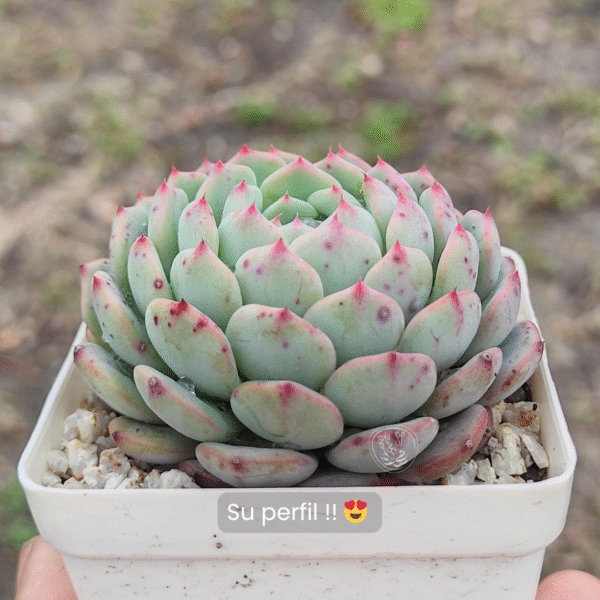 ECHEVERIA WHITE PALM P8 - Imagen 2