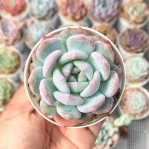 ECHEVERIA ORANGE MONROE P8 #3