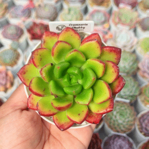 CREMNERIA CHUBBS  P8