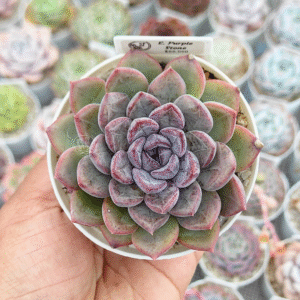 ECHEVERIA PURPLE STONE P8