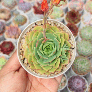ECHEVERIA RAMILLETE P8