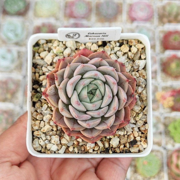 ECHEVERIA MAROON HILL P7