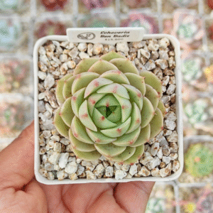 ECHEVERIA BEN BADIS P7