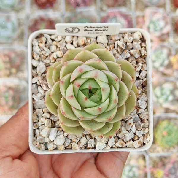 ECHEVERIA BEN BADIS P7