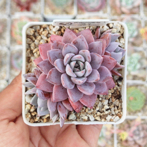 GRAPTOVERIA LULÚ P7