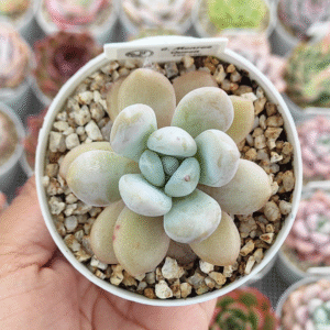 GRAPTOVERIA MONROE QUEEN P8
