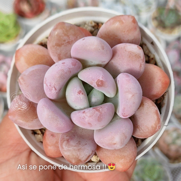 GRAPTOVERIA MONROE QUEEN P8 - Imagen 2