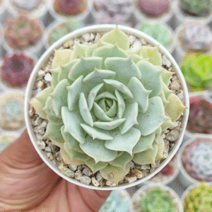 HIBRIDO DE ECHEVERIA FLEUR BLANC P8 # 1