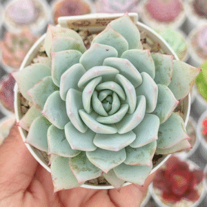 ECHEVERIA ELSA X E. LOLA P8