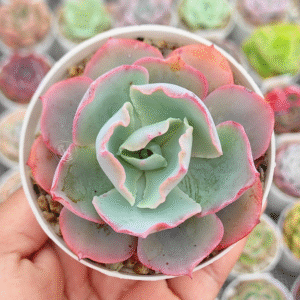 ECHEVERIA SAHARA P8