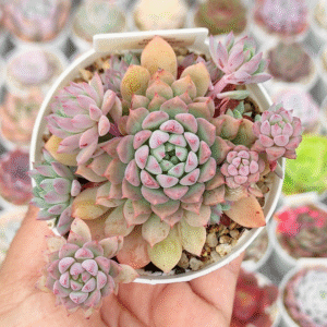 ECHEVERIA CHRISSY N RYAN P8