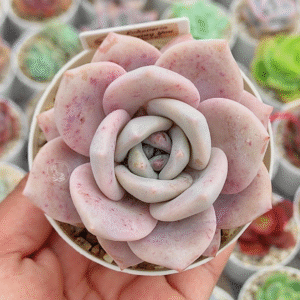 ECHEVERIA MISSING YOU P8