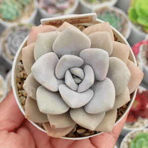 GRAPTOVERIA MARGARET ROSE P8