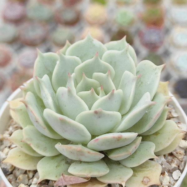 HIBRIDO DE ECHEVERIA FLEUR BLANC P8 # 1 - Imagen 2