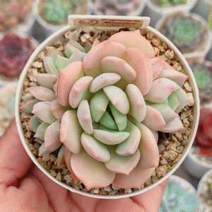 GRAPTOVERIA MOONGLOW P8 # 1