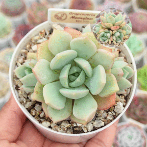 GRAPTOVERIA MOONGLOW P8 # 2