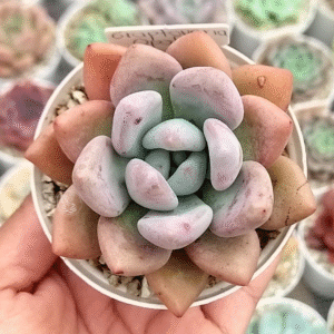 GRAPTOVERIA OPALINA P8