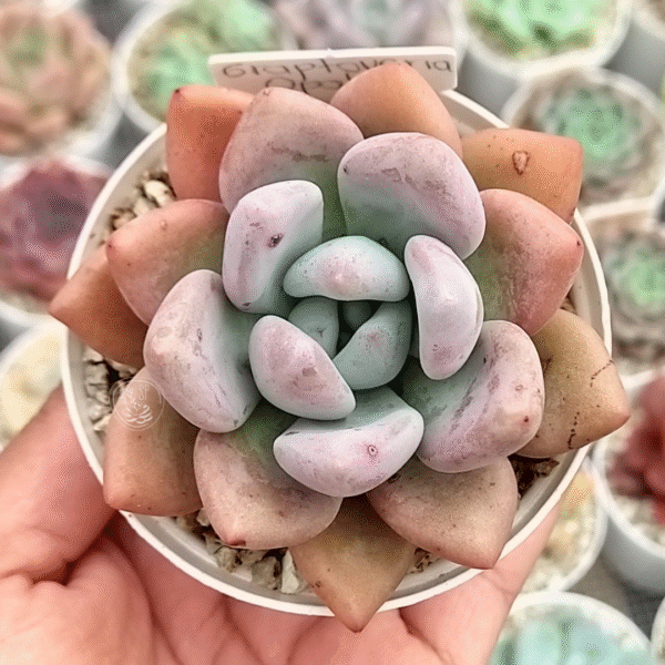 GRAPTOVERIA OPALINA P8