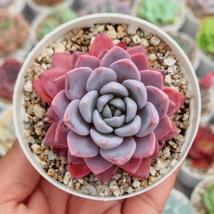 GRAPTOVERIA LUL? P8