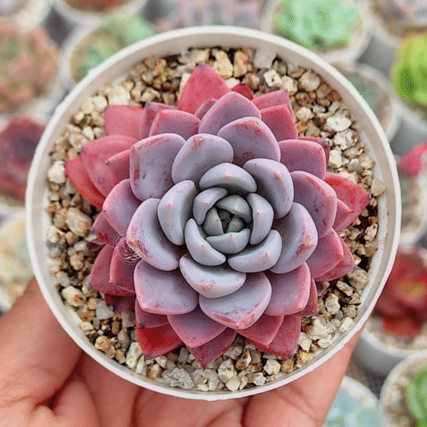 GRAPTOVERIA LUL? P8