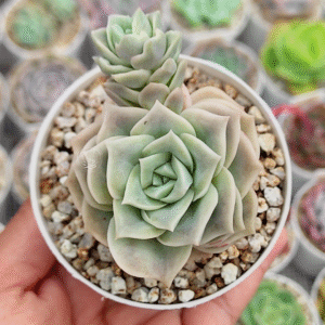 GRAPTOVERIA LOVELY ROSE P8