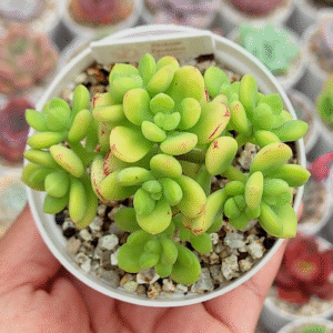 SEDUM SEDONA P8
