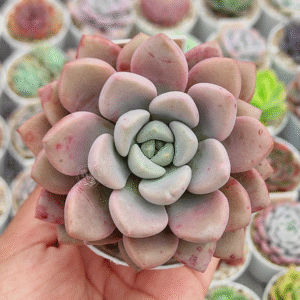 ECHEVERIA AMORE PARTY P8 # 1
