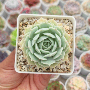 HIBRIDO DE ECHEVERIA FLEUR BLANC P7 # 2