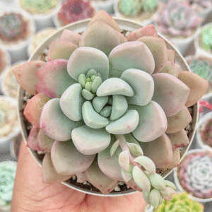 ECHEVERIA AMORE PARTY P8 # 2