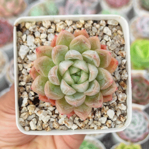 ECHEVERIA ELSA P7 # 1