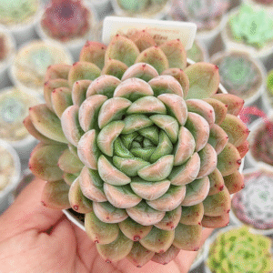 ECHEVERIA ELSA P9 # 2