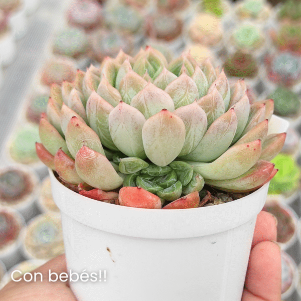 ECHEVERIA ELSA P9 # 2 - Imagen 2