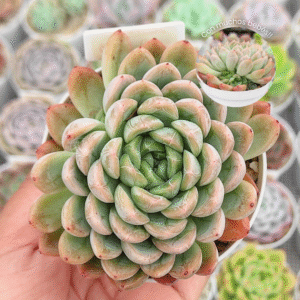 ECHEVERIA ELSA P9 # 3