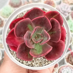 ECHEVERIA GOIABINHA VAR P10