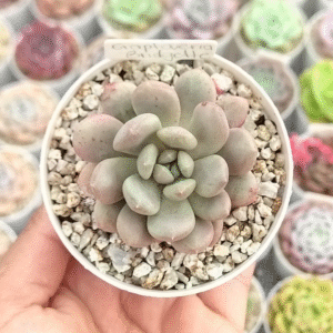 GRAPTOVERIA BRIDGETTE P8