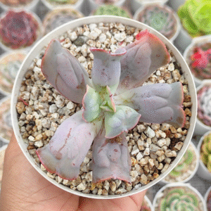 ECHEVERIA CULIBRA P10