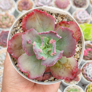 ECHEVERIA DRAGÓN QUEEN P10