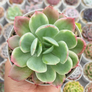 ECHEVERIA LUELLA VARIEGADA P10