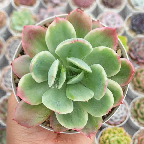 ECHEVERIA LUELLA VARIEGADA P10