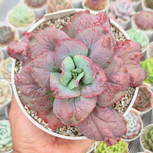 ECHEVERIA MOON STONE P14
