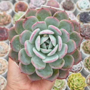 ECHEVERIA HORIZON P12
