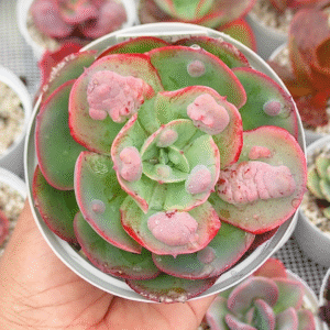 ECHEVERIA NEW HEIGHTS P10