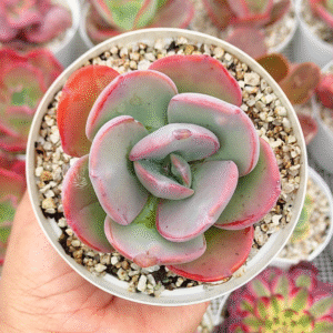 PACHYVERIA BLUE TOAD P10
