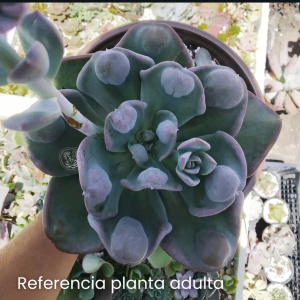 PACHYVERIA BLUE TOAD P10 - Imagen 2