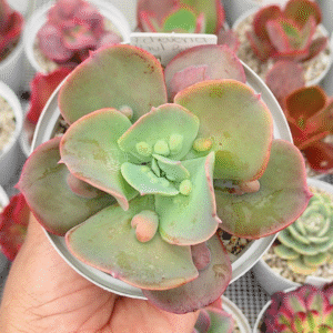 ECHEVERIA PAUL BUYAN P10