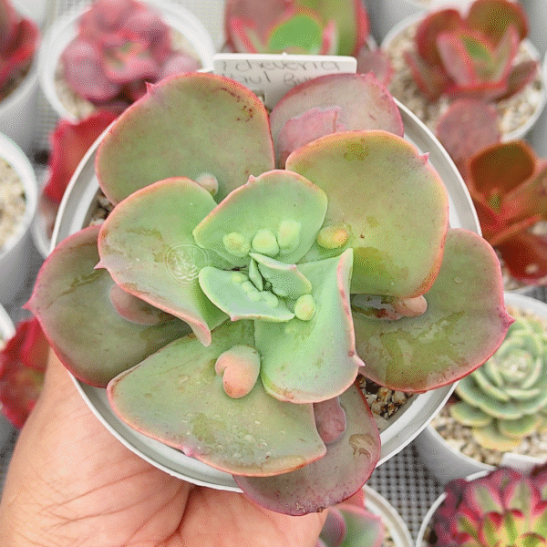 ECHEVERIA PAUL BUYAN P10